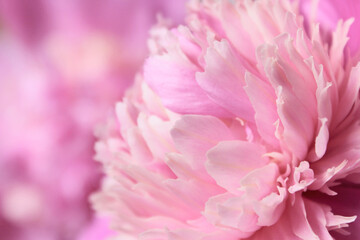 Blurred nature background. Abstract botanical background. Blurred cropped shot of a pink flower. Peony flower, close up. Floral pattern with peony flower. Soft pattern of flower.
