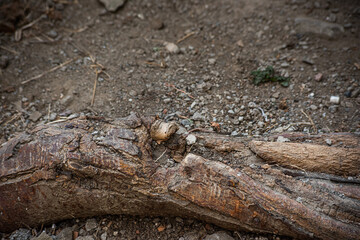 The roots of an old roughly dirty stump