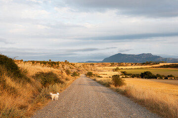 Perro en un camino de campo