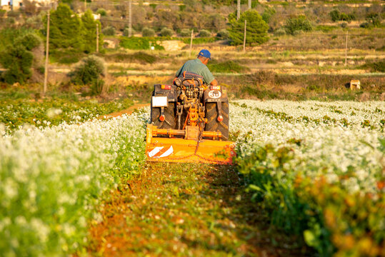 Terreno de vi&ntilde;as labrando con tractor entre flores blancas y vi&ntilde;as.