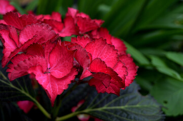 Landscape photo of bright pink hydrangea flower 
