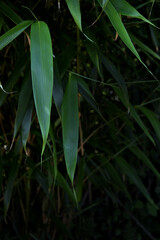 Obraz premium Portrait photo of a bamboo background