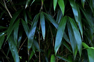 Fototapeta na wymiar Landscape photo of a bamboo background
