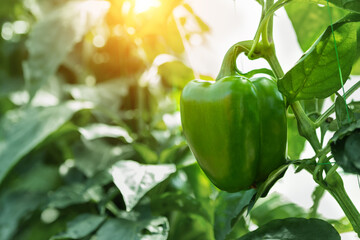 Close-up of big raw young ripe tasty juicy green bell pepper growing in vegetable garden or farm greenhouse on bright sunny summer or spring day. Healthy nutrition vitamin diet food background