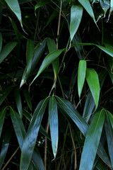 Portrait photo of a bamboo background