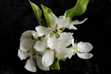 White flowers of yellow cherry plums also known as mirabelle plums.