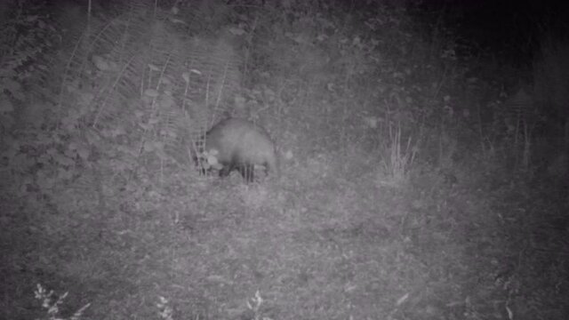 European Badger (Leles Meles) Smelling the Ground Looking for Food in a Wood by Night. High quality 4k footage