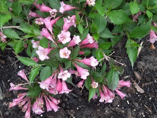 pink hydrangea flowers