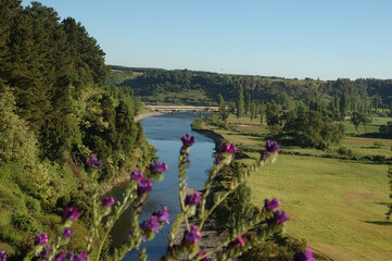 Paisaje naturaleza rio Mulchen  arboles nativos trigo ganado de vacuno
