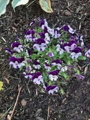 flowers in the garden