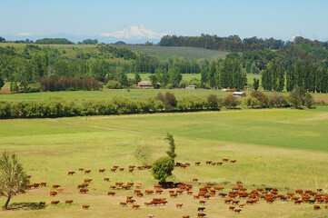 Paisaje naturaleza rio Mulchen  arboles nativos trigo ganado de vacuno