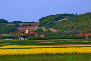 rural landscape with vineyards
