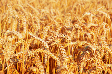 Fields of wheat at the end of summer fully ripe