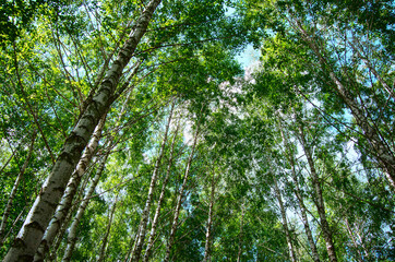 Fototapeta premium Summer birch forest