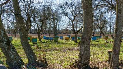 Beehives in the forest. Concept of countryside business.