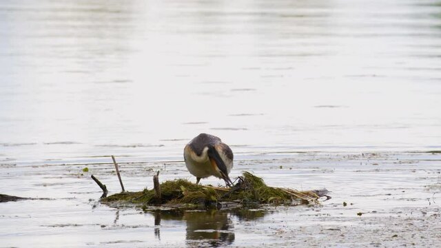 A mother grebe is breeding on her nest