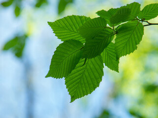 Spring natural blurred background with green leaves on tree branch, copy space, defocused