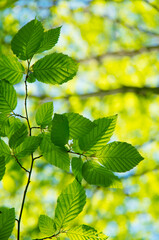 Green leaves background