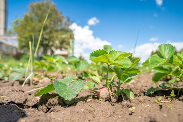 flowering strawberry plant in the field on an organic farm. copy space