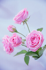 Pink roses in soft color, Made with blur style for background