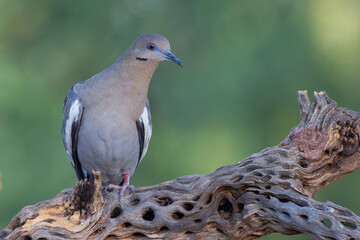 White-winged Doves in Arizona Desert
