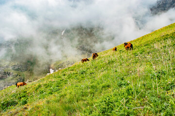 horses