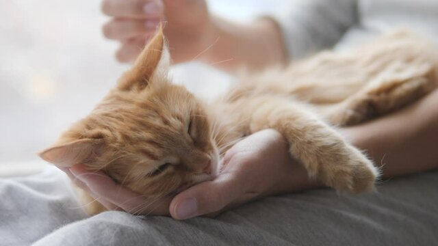 Woman is stroking cute ginger cat on windowsill. Fluffy pet purring with pleasure. Cozy home.