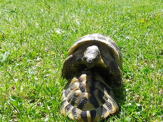 tortue terrestre 