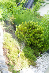 Obraz premium Garten Weg