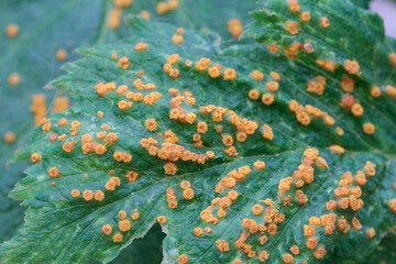 raspberry gall mites