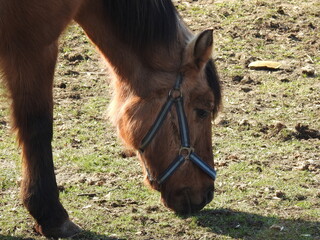 przedwiosnie 2020 konie na pastwisku w miejscowosci jurowce na podlasiu w polsce © Jacek Sakowicz