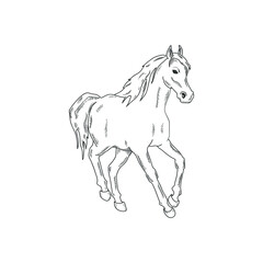 Running horse isolated on white. Vector illustration.