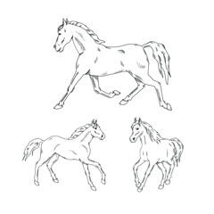 Collection of running horses isolated on white. Vector illustration.
