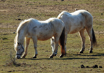 przedwiosnie 2020 konie na pastwisku w miejscowosci jurowce na podlasiu w polsce © Jacek Sakowicz