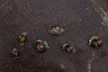 a few snails sitting on the metal surface after rain