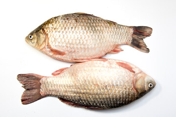 Crucian fish on a white background. Isolate.