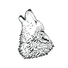 Howling wolf isolated on white. Vector illustration.