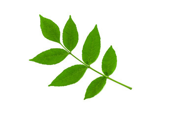 The leaves on the white background.