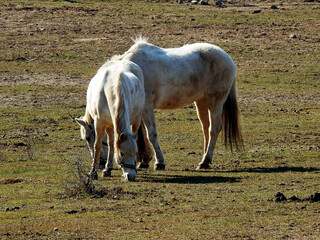 przedwiosnie 2020 konie na pastwisku w miejscowosci jurowce na podlasiu w polsce © Jacek Sakowicz