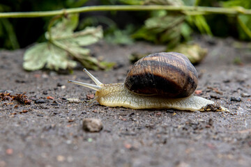 beautiful grape snail crawling on the ground along the leaf