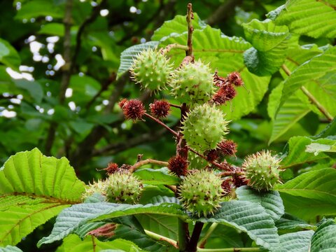 Horse chestnut spikey shells