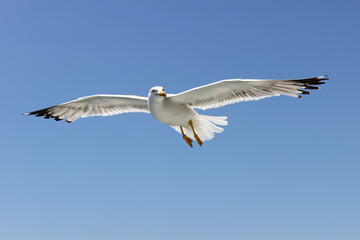 Fototapeta na wymiar Beautiful, flying, sunlit seagull looking at a distance against a clear blue sky, close up