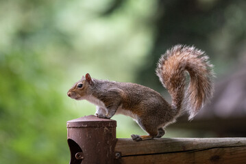 Free gray squirrel in a city park