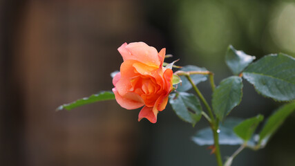 Macro of a rose flower after the rain
