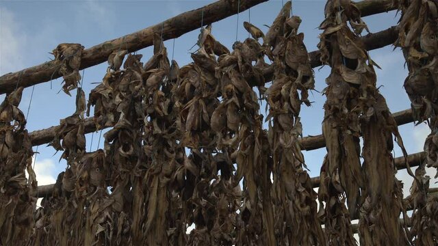 Fish skeletons hanging on wooden racks in wind Iceland