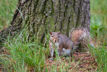 Gray squirrel at the foot of a tree