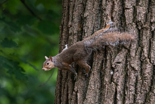 Gray squirrel clinging to a tree trunk