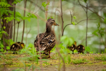 mallard duck with ducklings
