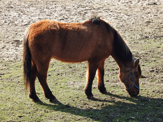 przedwiosnie 2020 konie na pastwisku w miejscowosci jurowce na podlasiu w polsce © Jacek Sakowicz