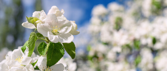 White Apple blossom in the garden garden.